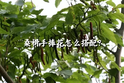 桑树手捧花怎么搭配？