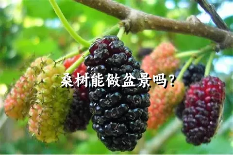 桑树能做盆景吗？