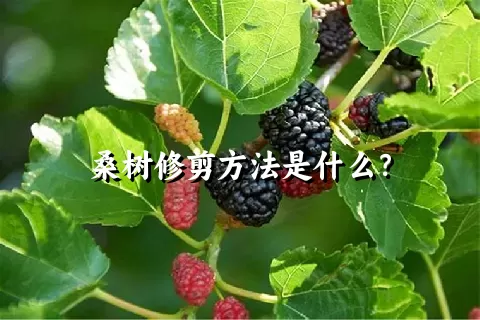 桑树修剪方法是什么？