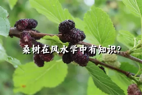 桑树在风水学中有知识？