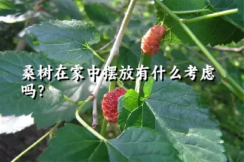 桑树在家中摆放有什么考虑吗？