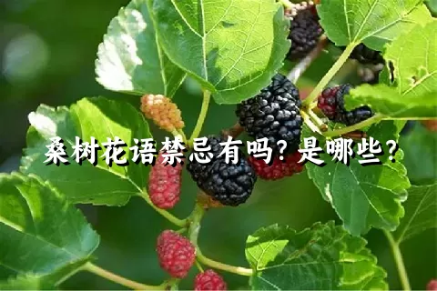 桑树花语禁忌有吗？是哪些？