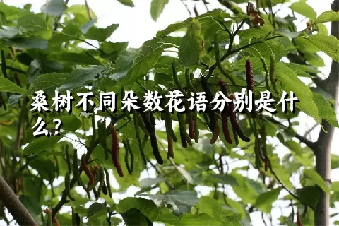 桑树不同朵数花语分别是什么？