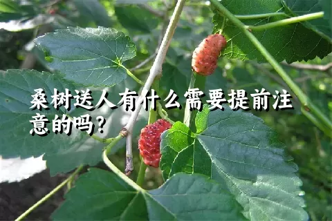 桑树送人有什么需要提前注意的吗？