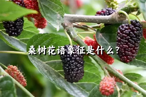 桑树花语象征是什么？