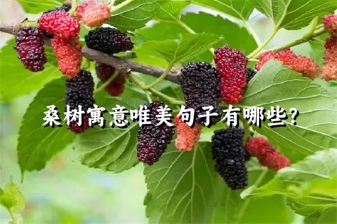 桑树寓意唯美句子有哪些？