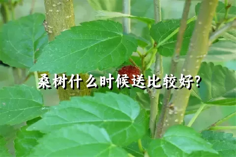 桑树什么时候送比较好？