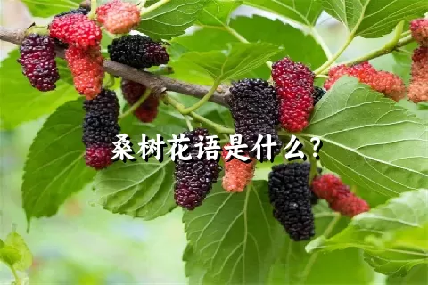 桑树花语是什么？