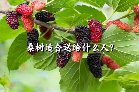 桑树适合送给什么人？