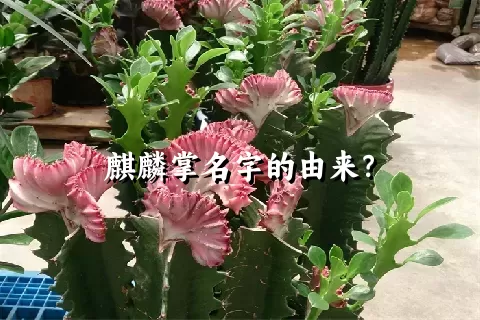 麒麟掌名字的由来？