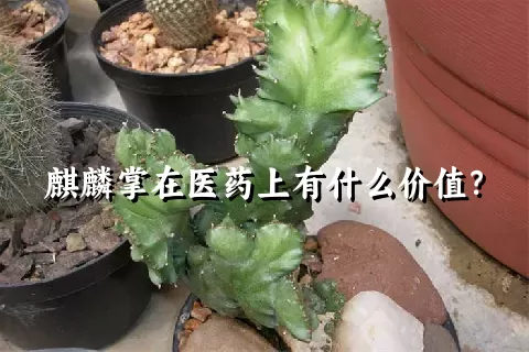 麒麟掌在医药上有什么价值？