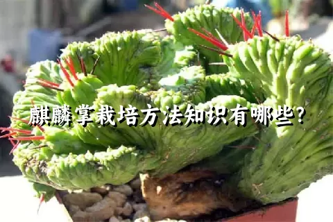 麒麟掌栽培方法知识有哪些？