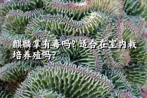 麒麟掌有毒吗？适合在室内栽培养殖吗？