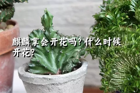 麒麟掌会开花吗？什么时候开花？