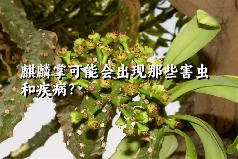 麒麟掌可能会出现那些害虫和疾病？