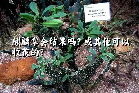 麒麟掌会结果吗？或其他可以收获的？