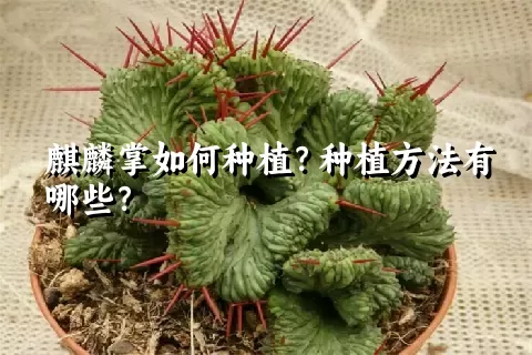 麒麟掌如何种植？种植方法有哪些？