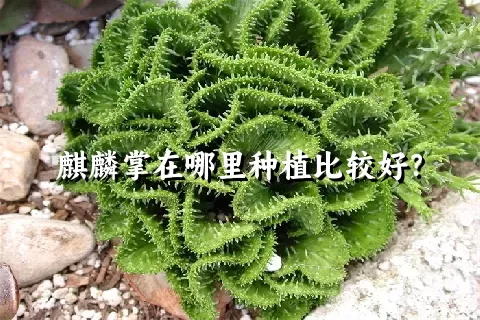 麒麟掌在哪里种植比较好？