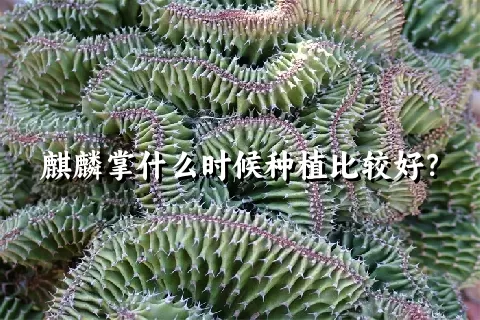 麒麟掌什么时候种植比较好？