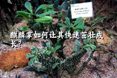 麒麟掌如何让其快速茁壮成长？