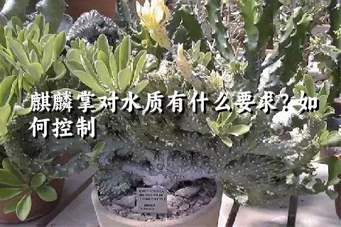 麒麟掌对水质有什么要求？如何控制