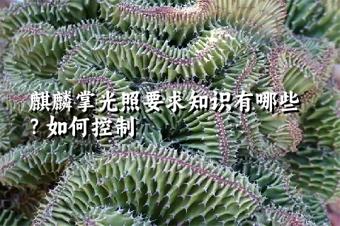 麒麟掌光照要求知识有哪些？如何控制