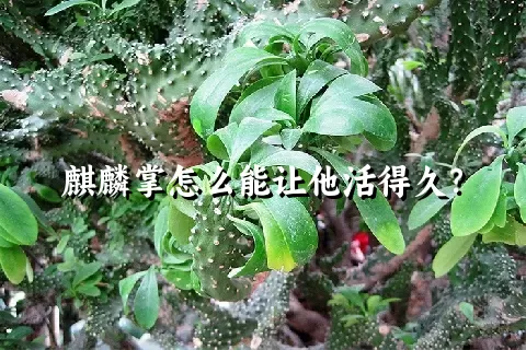 麒麟掌怎么能让他活得久？