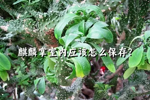 麒麟掌室内应该怎么保存？