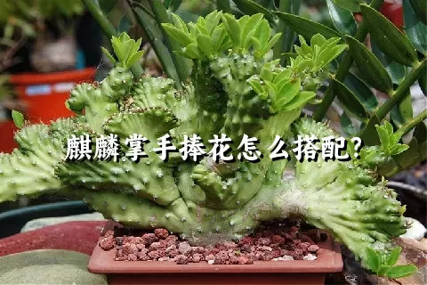 麒麟掌手捧花怎么搭配？