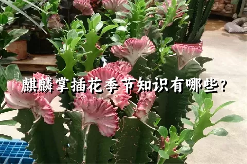 麒麟掌插花季节知识有哪些？