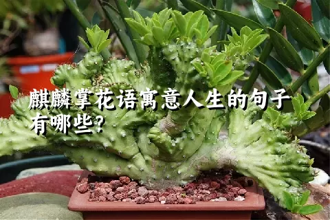 麒麟掌花语寓意人生的句子有哪些？