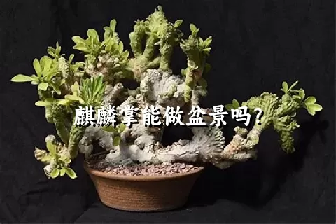 麒麟掌能做盆景吗？