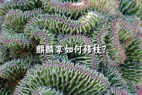 麒麟掌如何修枝？