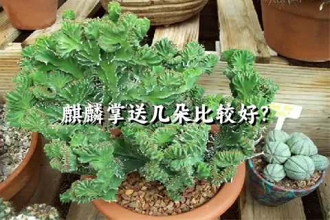 麒麟掌送几朵比较好？