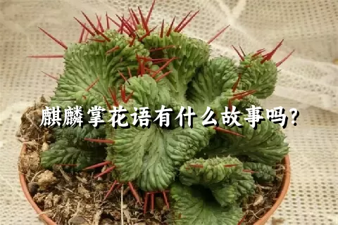 麒麟掌花语有什么故事吗？