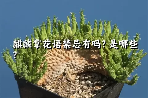 麒麟掌花语禁忌有吗？是哪些？