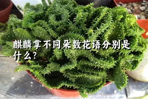 麒麟掌不同朵数花语分别是什么？