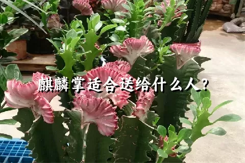 麒麟掌适合送给什么人？