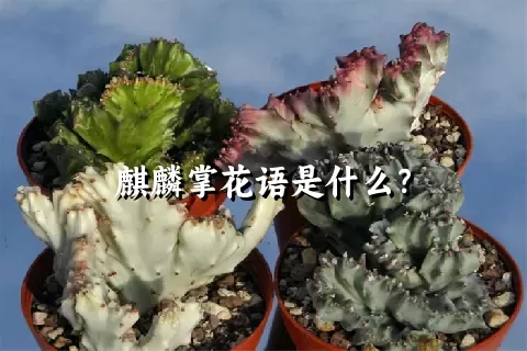 麒麟掌花语是什么？