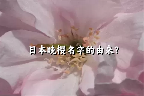 日本晚樱名字的由来？