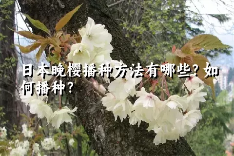 日本晚樱播种方法有哪些？如何播种？