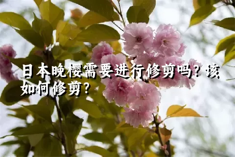 日本晚樱需要进行修剪吗？该如何修剪？