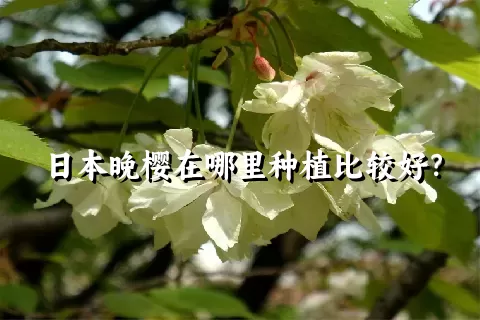 日本晚樱在哪里种植比较好？