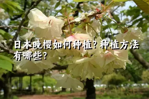 日本晚樱如何种植？种植方法有哪些？