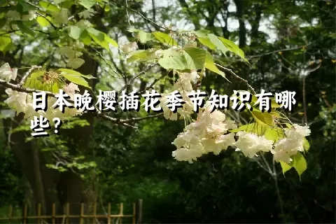 日本晚樱插花季节知识有哪些？