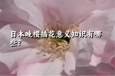 日本晚樱插花意义知识有哪些？