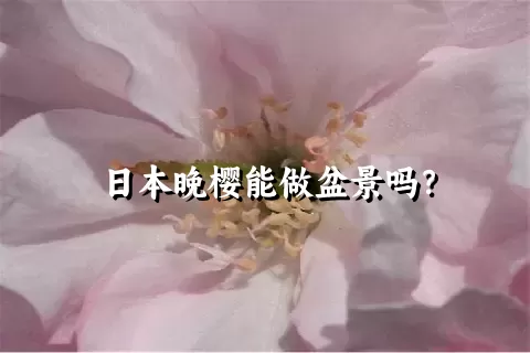 日本晚樱能做盆景吗？