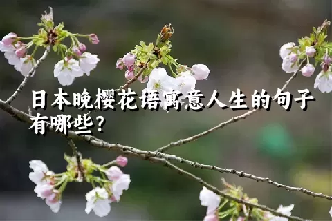 日本晚樱花语寓意人生的句子有哪些？