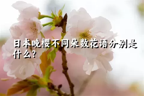 日本晚樱不同朵数花语分别是什么？