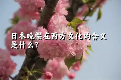 日本晚樱在西方文化的含义是什么？